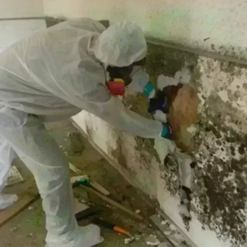 Mold Remediation and Removal in Vine Grove, KY